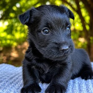 Lachlan-AKC-HealthTestedParents