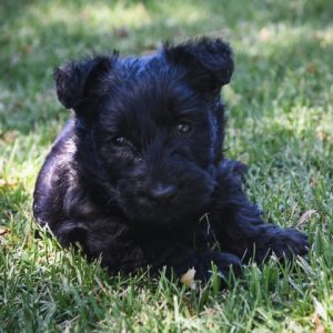 Finnegon Scottish Terriers