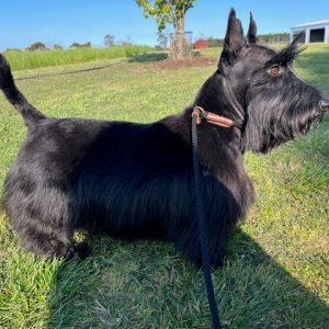 Wescotthope Kennels