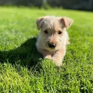 Scottish Terrier Puppies