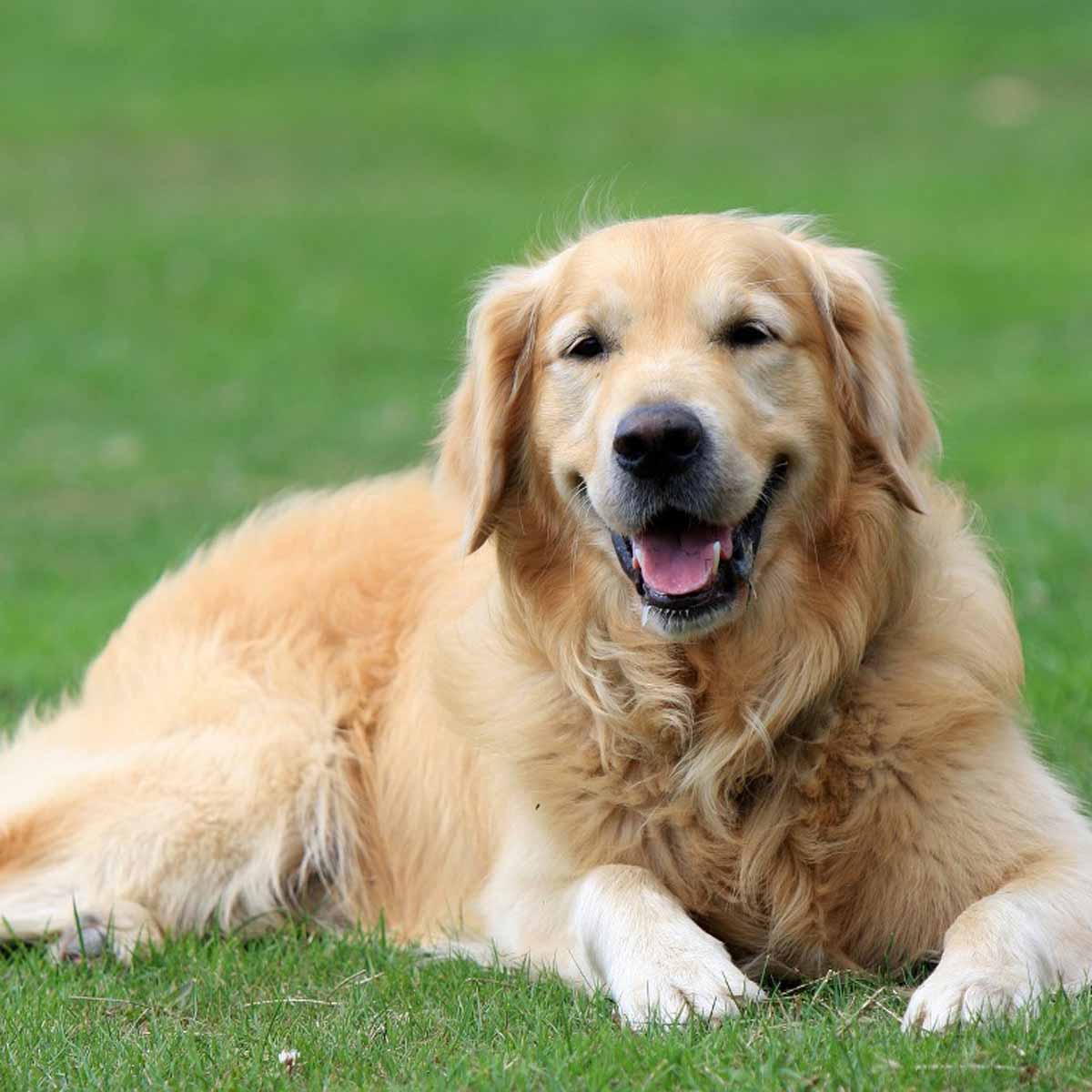 Golden Retriever Puppies