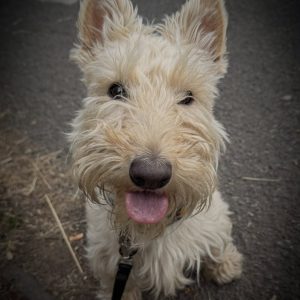 Maggie