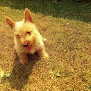 Scottish terrier puppies